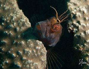 A Seaweed Blennie watching every move I made peers out of... by Steven Anderson 